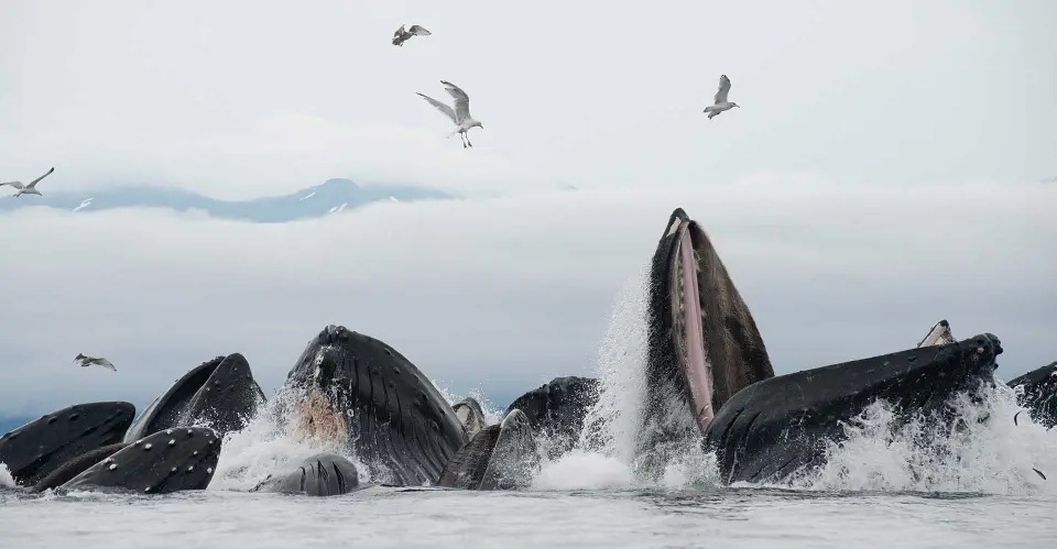 Whale watching and Mendenhall glacier