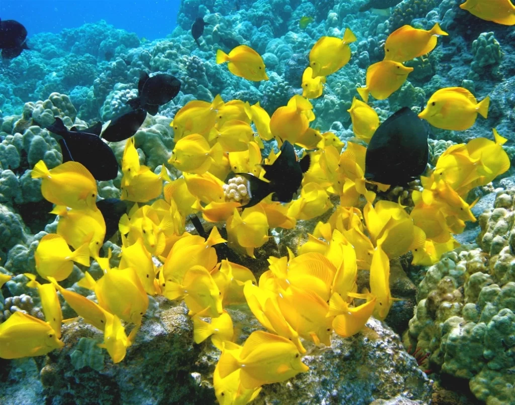 Snorkeling in Kealakekua Bay